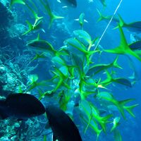 caye caulker - scuba blue hole day - dive 3 - long caye - the aquarium